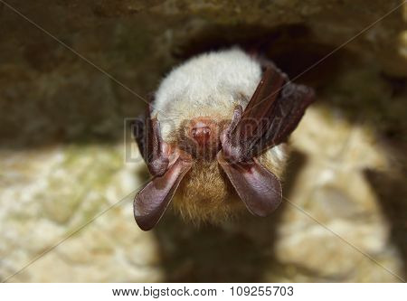 Bechstein's bat (Myotis bechsteinii)