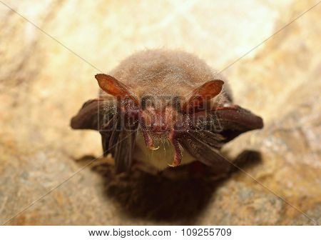 Lesser mouse-eared bat (Myotis blythii)