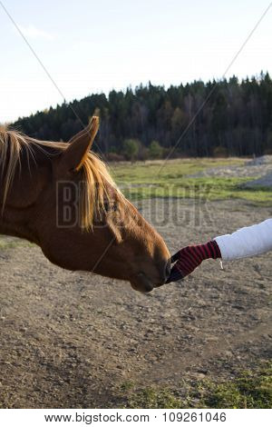 Horse Head And Human Hand