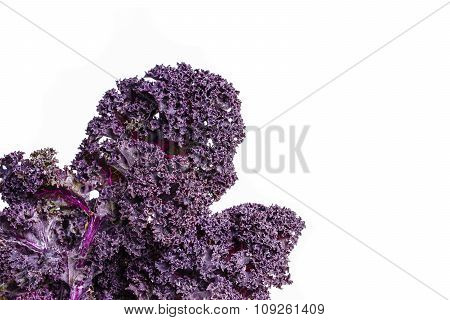 Red Kale Leaves