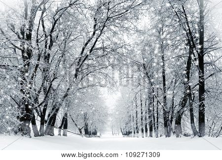 Winter Scenery, Snowstorm In Park