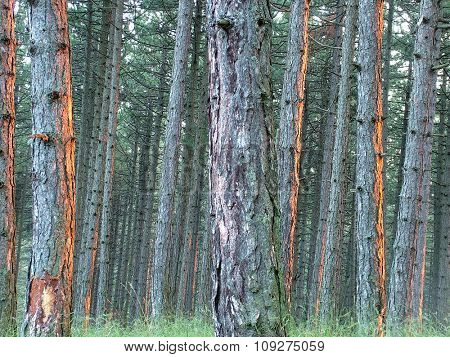 Dense pine wood on the sunset light. Endemic pine tree