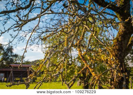 Branches.