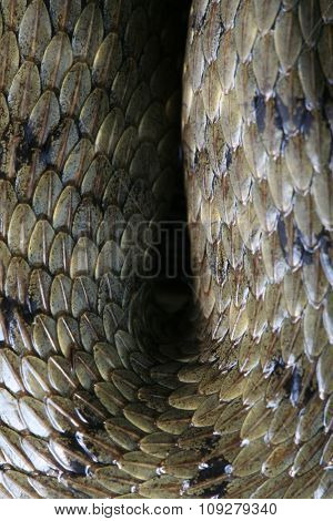 snake skin texture in U shape
