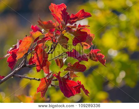 Red Autumn Leaves Closeup