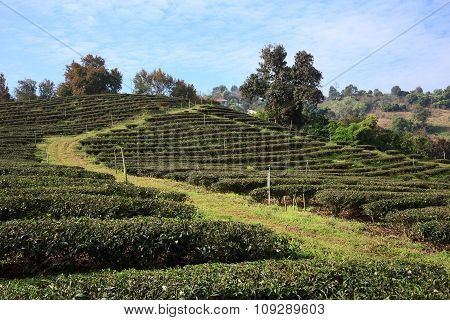 Tea Plantation In Mae Salong, Northen Thailand.