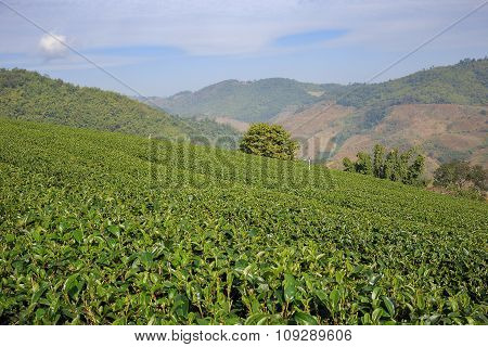 Tea Plantation In Mae Salong, Northen Thailand.
