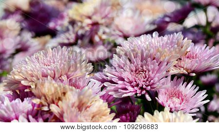 Pink Chrysanthemum (dendranthemum Grandifflora) In Closed-up.