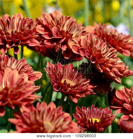 Orange Chrysanthemum (dendranthemum Grandifflora) In Closed-up.