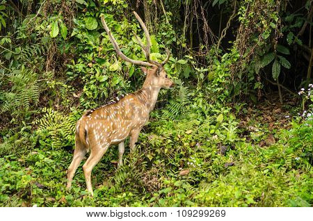 Chital Is Deer ,live In Forest And Is Herbivorous
