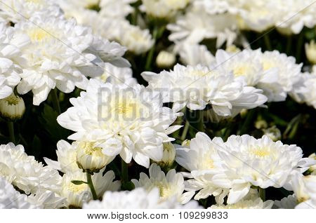 White Chrysanthemum (dendranthemum Grandifflora) In Closed-up.