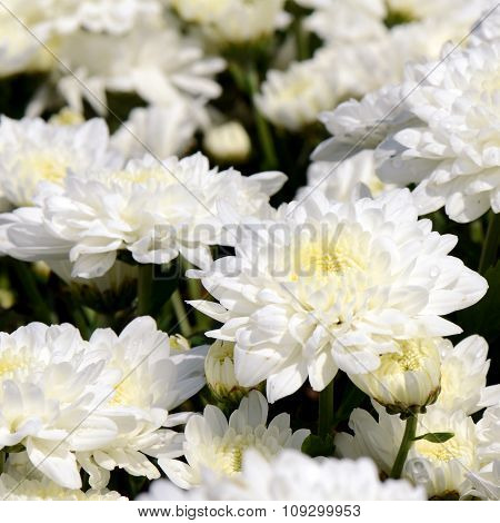 White Chrysanthemum (dendranthemum Grandifflora) In Closed-up.