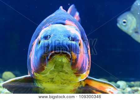 Fish