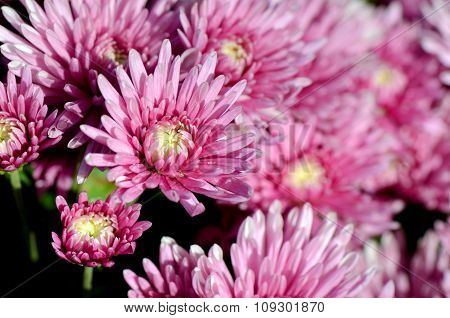 Pink Chrysanthemum (dendranthemum Grandifflora) In Closed-up.