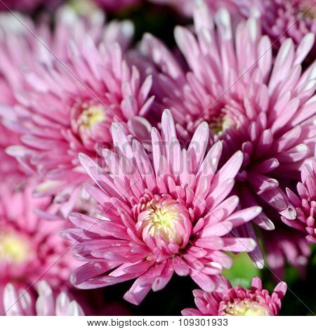 Pink Chrysanthemum (dendranthemum Grandifflora) In Closed-up.