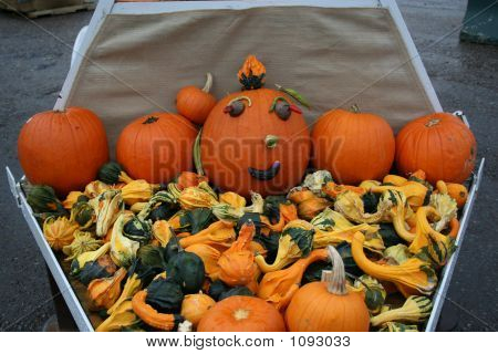 Cucurbitaceae kulturer