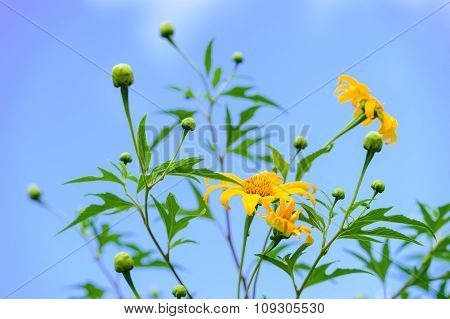 Mexican sunflower weed