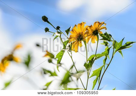 Mexican sunflower weed