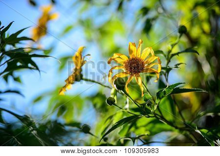 Mexican sunflower weed