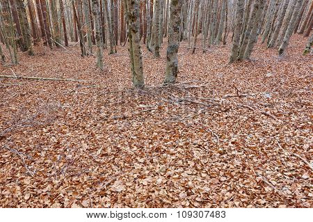 Autumn Landscape With Beech Forest Without Leaves In Spain