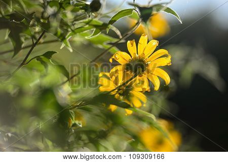 Mexican sunflower weed