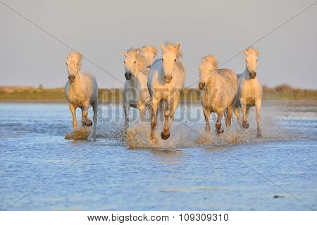 White Camargue Horses Running On The Blue Water In Sunset Light.