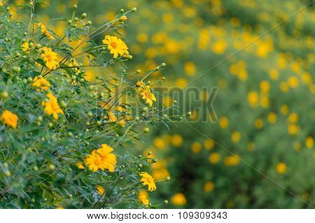 Mexican sunflower weed