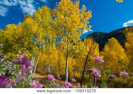 Fall Colors And Purple Wild Flowers