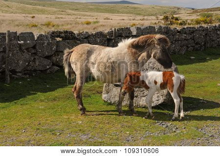 Mother and Foal Dartmoor Ponies (Equus ferus caballus