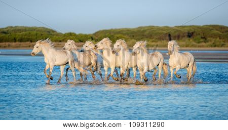 White Camargue Horses Running On The Blue Water In Sunset Light.