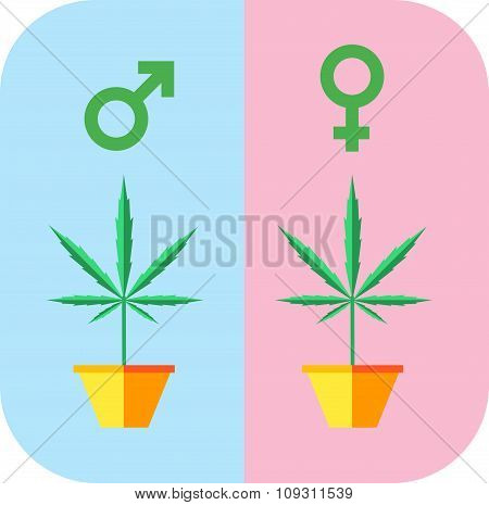 Male female