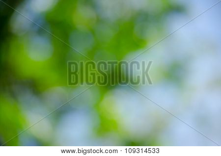Bokeh Green Background