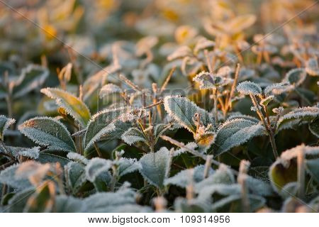 Frosty leaves