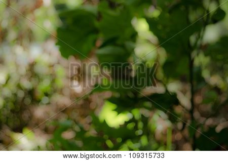 Bokeh Green Background