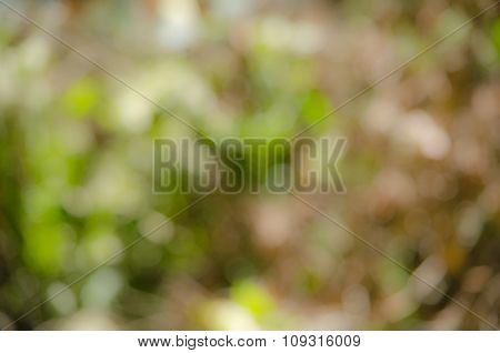 Bokeh Green Background