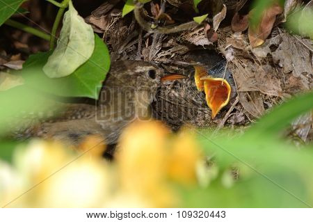 Wren feeding chick