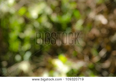 Bokeh Green Background