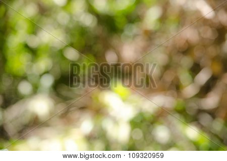 Bokeh Green Background