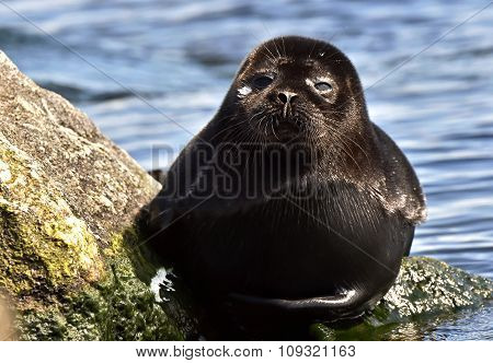 Ladoga Ringed Seal ( Pusa Hispida Ladogensis) Close Up. The Ladoga Seal In A Native Habitat