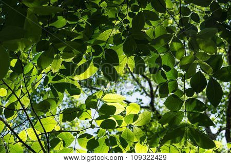 Green Leaf Background.