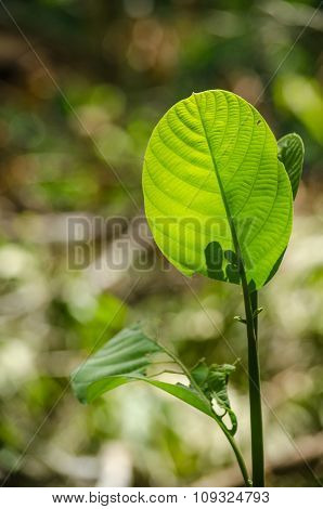 Green Leaf Background.