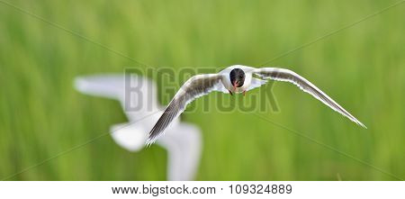 The Little Gull (larus Minutus) In Flight