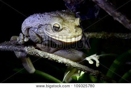 World's Biggest Cuban Tree Frog At Night .the Cuban Tree Frog ( Osteopilus Septentrionalis )