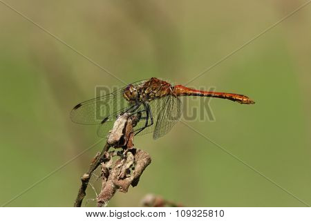 Dragonfly In Terms Of Macro
