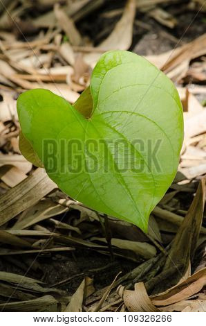 Green Leaf Background.