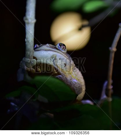 World's Biggest Cuban Tree Frog At Night .the Cuban Tree Frog ( Osteopilus Septentrionalis )