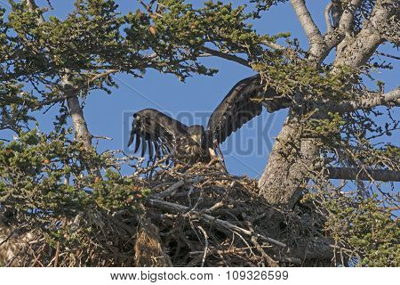 Fledgling Eagle Testing Its Wings