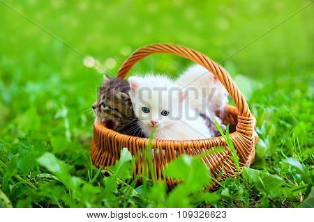 small cat on grass