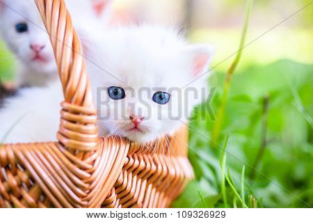 small cat on grass