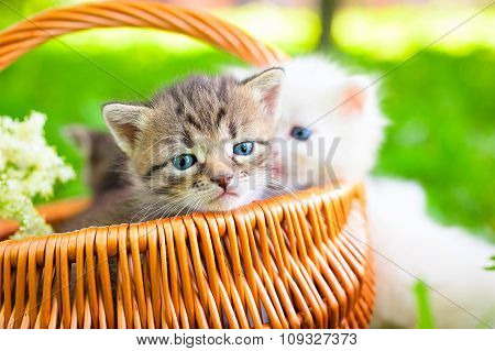 small cat on grass